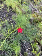Ipomoea quamoclit