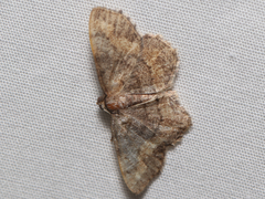 Hypagyrtis