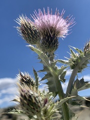 Cirsium barnebyi