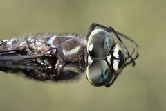 Aeshna subarctica