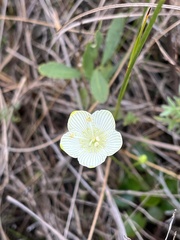 Parnassia glauca