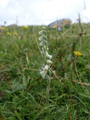 Spiranthes spiralis
