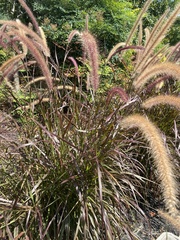 Cenchrus × cupreus