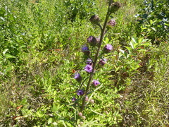 Liatris novae-angliae