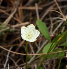 Parnassia glauca