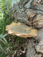 Cerioporus squamosus