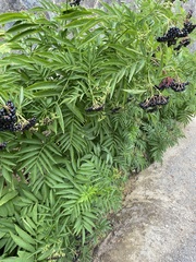 Sambucus ebulus
