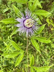 Passiflora incarnata