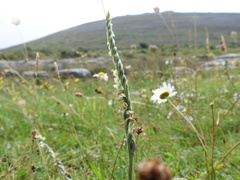Spiranthes spiralis
