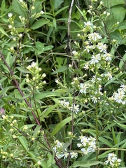 Symphyotrichum urophyllum