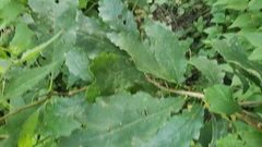 Quercus bicolor