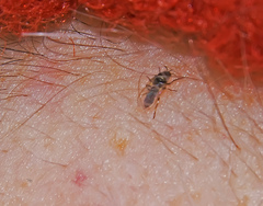 Simuliidae