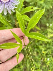 Passiflora incarnata