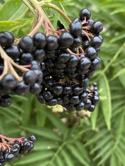 Sambucus ebulus