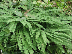 Adiantum aleuticum