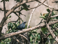 Melanotis caerulescens