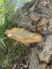 Cerioporus squamosus