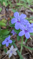 Ruellia caroliniensis