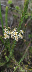 Struthiola ciliata