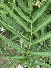Sambucus ebulus
