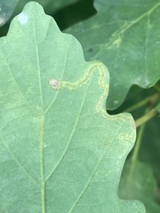 Stigmella