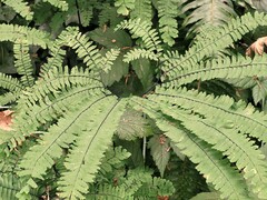 Adiantum aleuticum