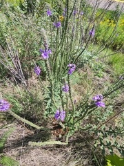 Verbena stricta