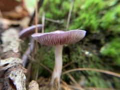 Cortinarius iodes