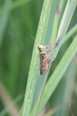 Melanoplus sanguinipes