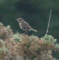 Saxicola rubicola