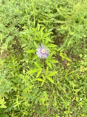 Passiflora incarnata