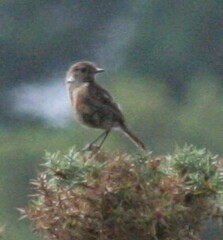 Saxicola rubicola