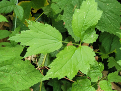 Actaea elata elata