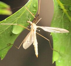 Platytipula