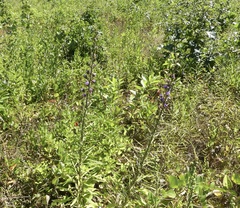 Liatris novae-angliae