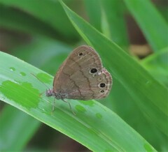 Hermeuptychia sosybius