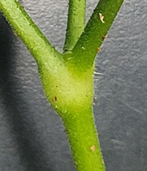 Actaea elata elata