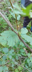 Alnus incana