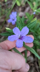 Ruellia caroliniensis