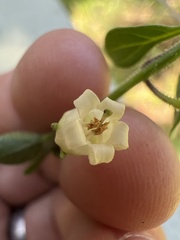 Salpichroa origanifolia