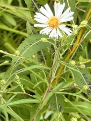 Symphyotrichum boreale