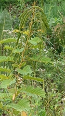 Senna hebecarpa