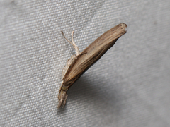 Fissicrambus mutabilis