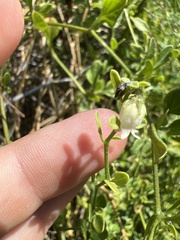 Salpichroa origanifolia