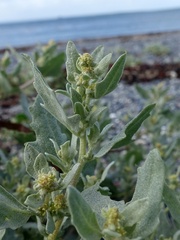 Atriplex laciniata