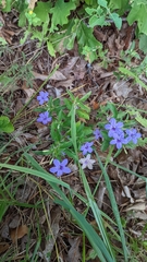 Ruellia caroliniensis