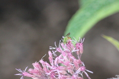 Agapostemon