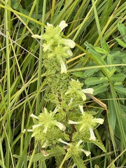 Pedicularis lanceolata