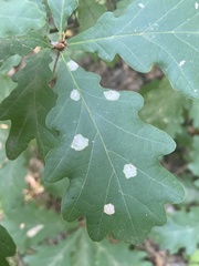 Tischeria ekebladella