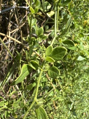 Salpichroa origanifolia